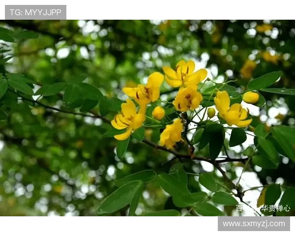 何思雨：在纷繁世界中追寻内心的宁静与真实自我